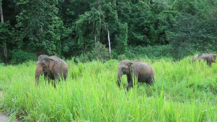 Chiang Mai: 2-Day Jungle Trek with Elephant Farm & Raft Ride - Price and value: what $97 really buys you