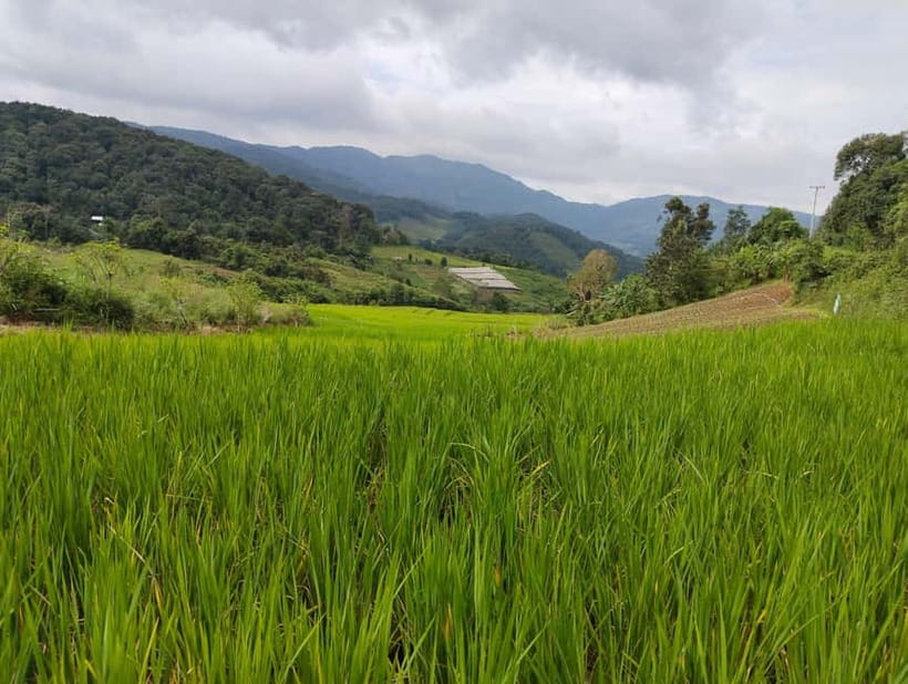 Chiang Mai Authentic Trekking - The real point of this trek: mountain life, not checkboxes