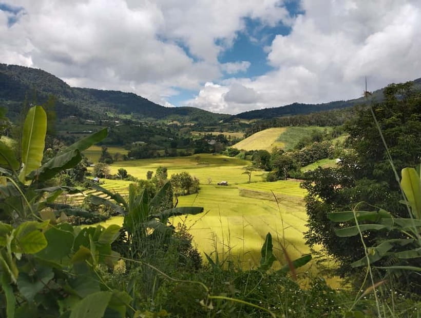 Chiang Mai Authentic Trekking - Trekking the rice fields and forest with Pan’s plant talk