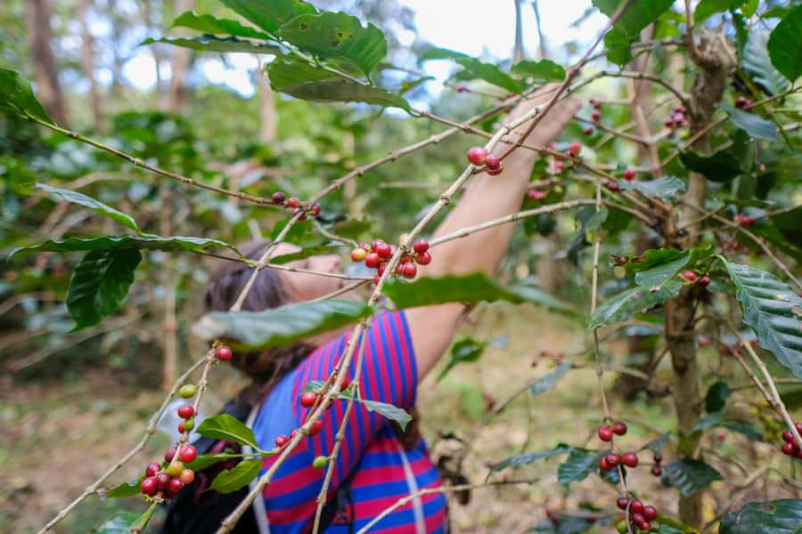 Chiang Mai Coffee Full Day Tour: Trek, Brew & Roast Journey. - The upstream forest trek to the coffee source