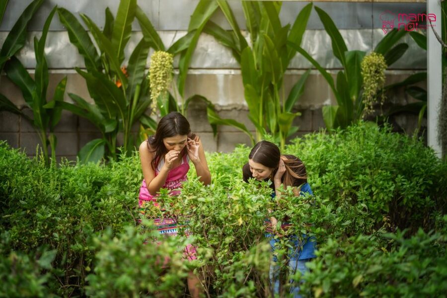 Chiang Mai: Cooking Class with Organic Farm at Mama Noi - Price and value: what $32 buys you in Chiang Mai