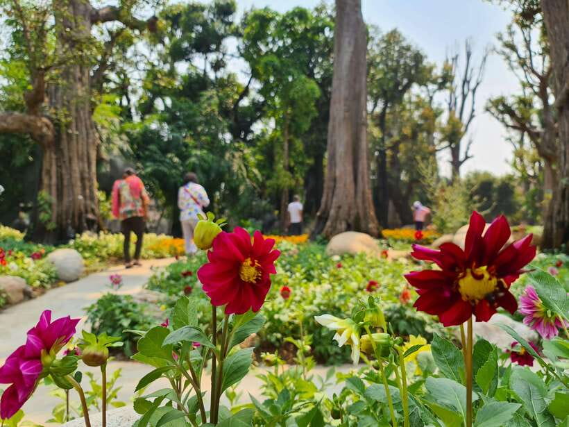 Chiang Mai: Dantewada Land of Angels & Sticky Waterfall Tour - Bua Tong Sticky Waterfalls: Limestone Climbing, Seven-Colored Fountain, and Bird-Quiet Moments