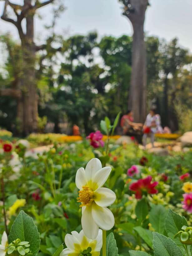 Chiang Mai: Dantewada Land of Angels & Sticky Waterfall Tour - Timing That Makes Sense: Why the 5-Hour Plan Works
