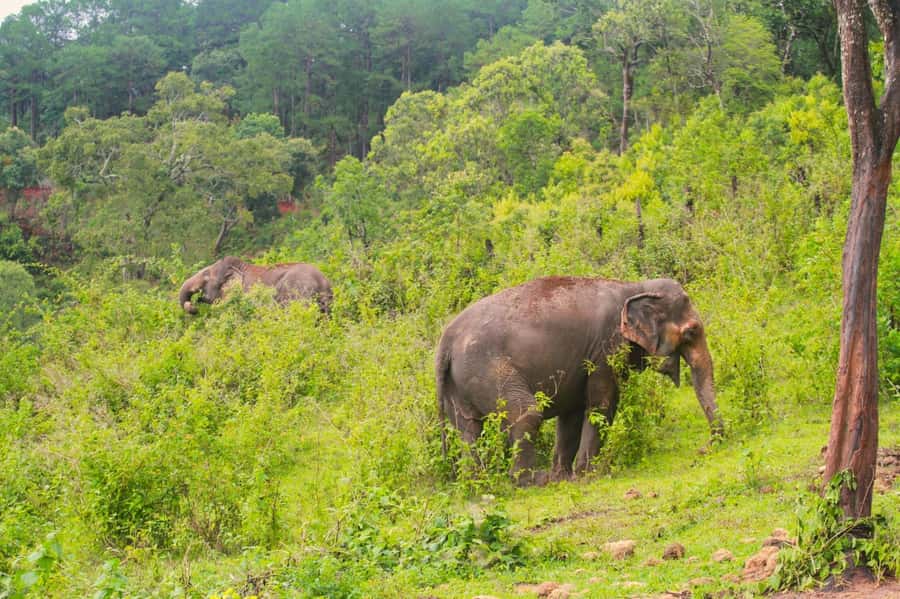 Chiang Mai: Day for Elephant Observation Only Half-day Trip - Why this elephant observation day feels different