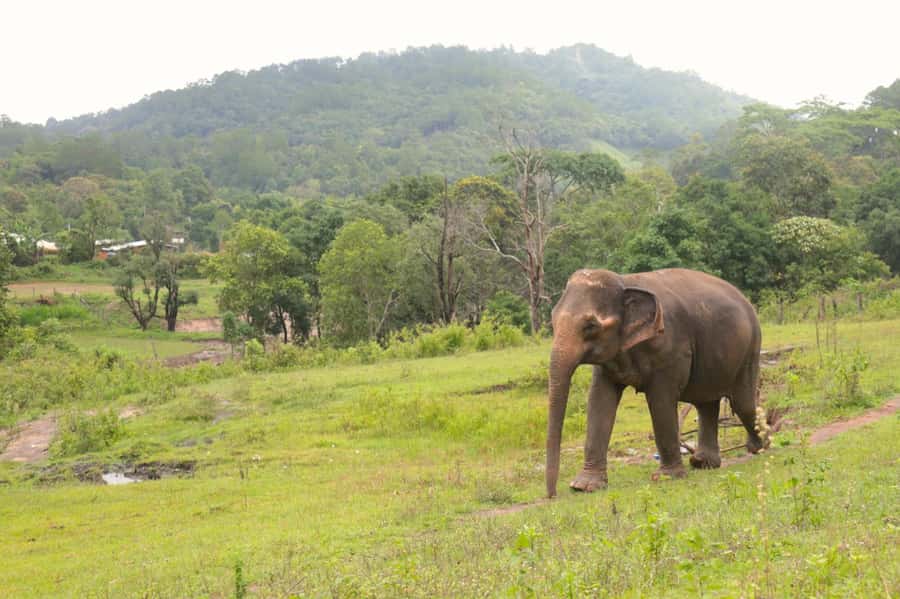 Chiang Mai: Day for Elephant Observation Only Half-day Trip - Ethical feeding experience: close viewing without touching or controlling
