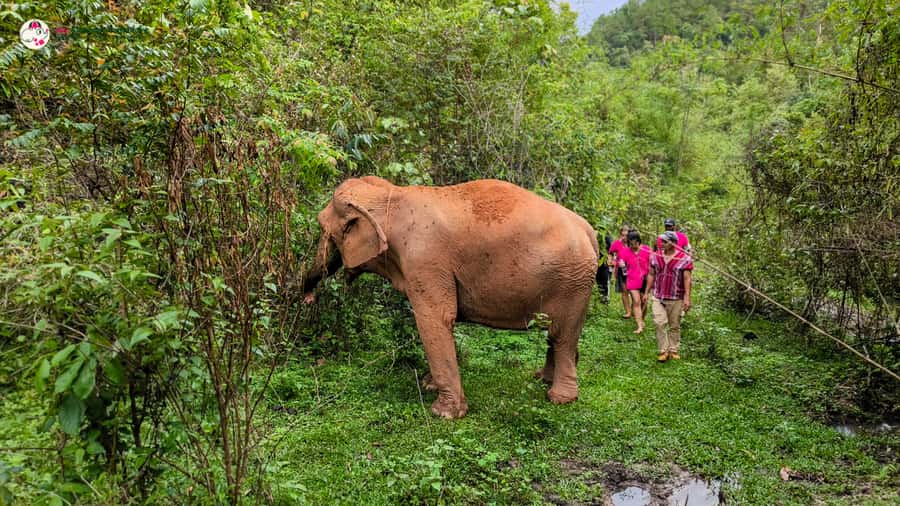 Chiang Mai: Doi Inthanon and Elephant Sanctuary Tour & Hike - Twin Pagodas viewpoints and royal symbolism for your camera