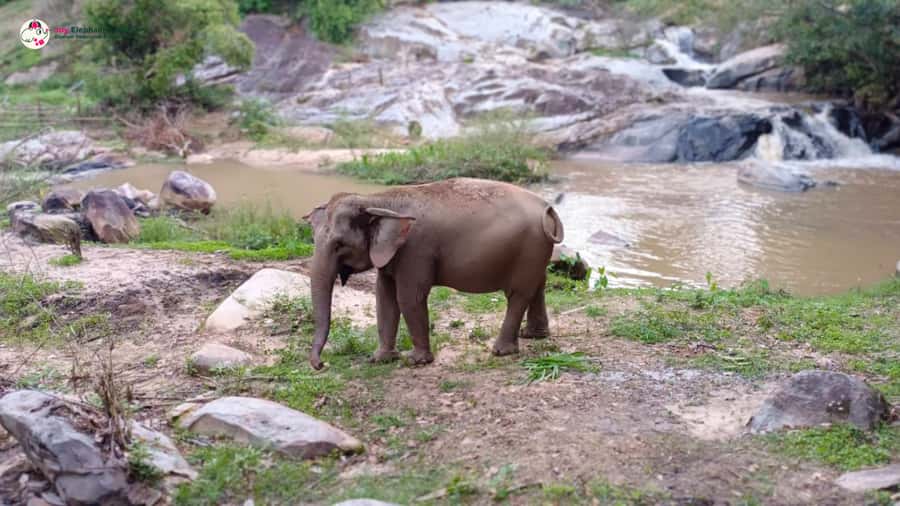 Chiang Mai: Doi Inthanon and Elephant Sanctuary Tour & Hike - Price and value: why $93 can make sense here
