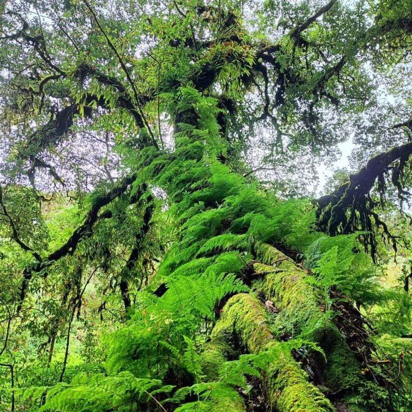 Chiang Mai: Doi Inthanon National Park & Waterfall Day Tour - The Ang Ga trail, rainforest air, and the highest point of Thailand