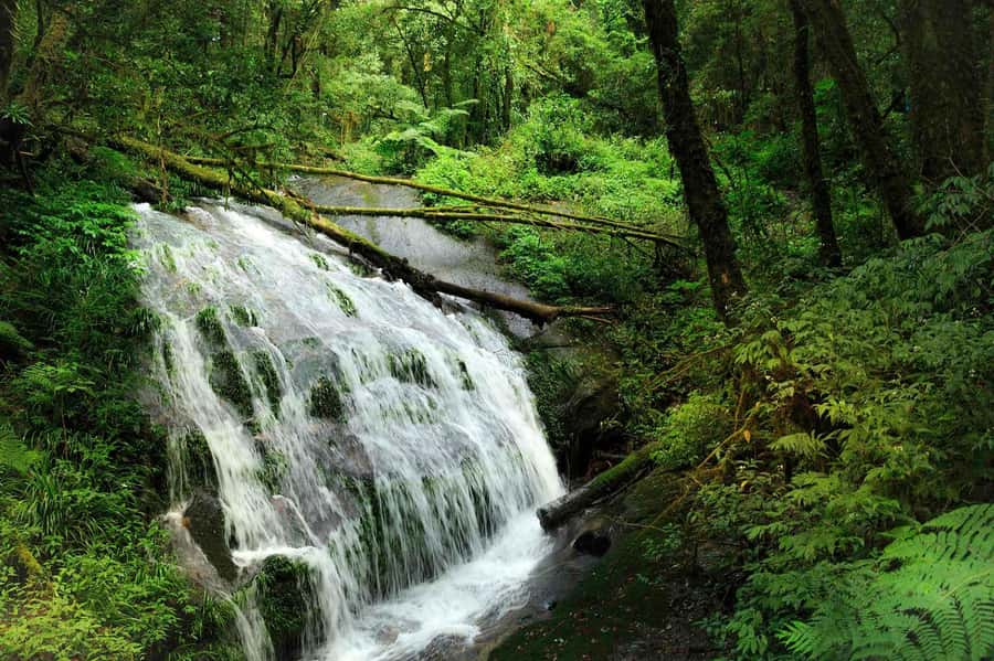 Chiang Mai: Doi Inthanon National Park, Waterfall & Lunch - Key Things I’d Focus On Before You Go