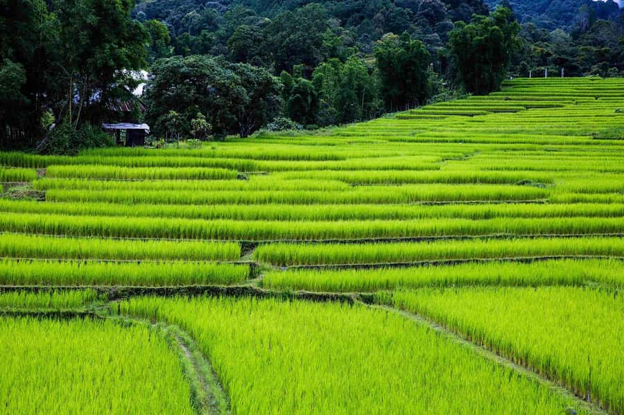 Chiang Mai: Doi Inthanon National Park, Waterfall & Lunch - Price and Value: Why Around $37 Can Make Sense
