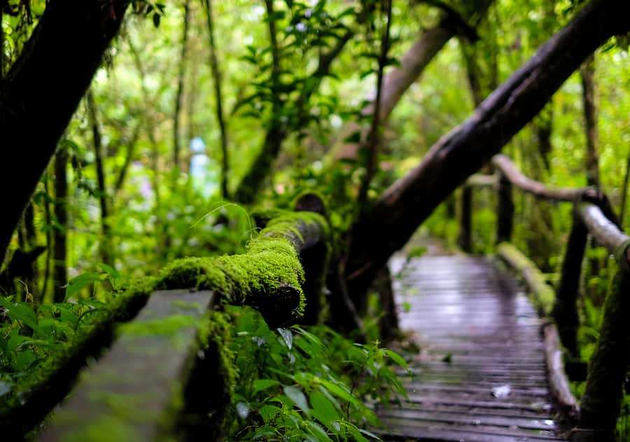 Chiang Mai: Doi Inthanon National Park with Ticket & Lunch - Hitting the Roof of Thailand: summit area, shrine, and Ang Ka Nature Trail