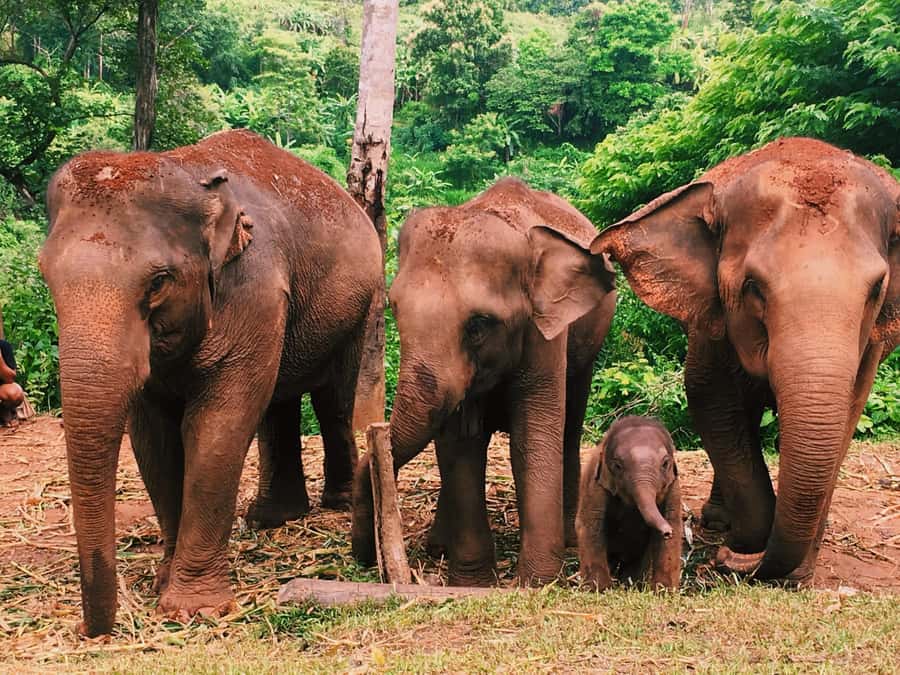 Chiang Mai: Doi Inthanon Park Hiking & Elephants Sanctuary - Who This Tour Suits, and Who Should Rethink It