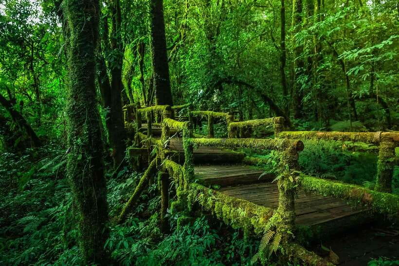 Chiang Mai: Doi Inthanon Park Tour & Kew Mae Pan Trail Hike - Kew Mae Pan Nature Trail hike: 2 hours of real effort