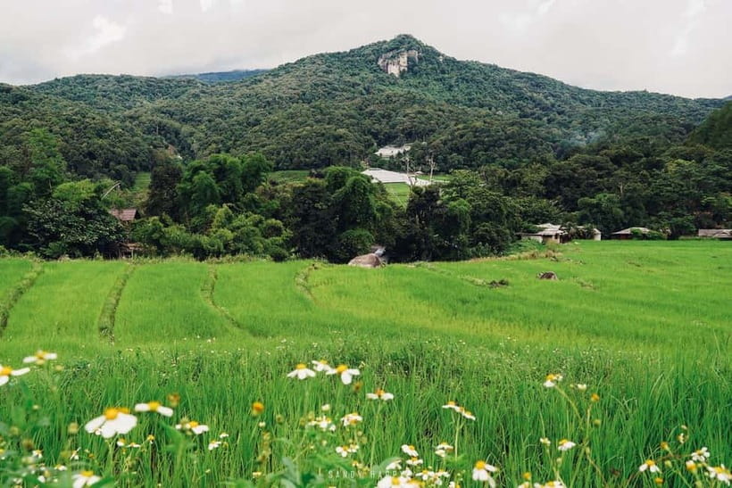 Chiang Mai: Doi Inthanon Trip with Pha Dok Siew Guided Trek - Pha Dok Siew Nature Trail: The 2-Hour Walk That People Remember