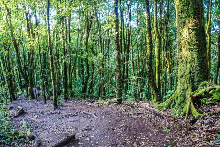 Chiang Mai: Doi Inthanon, Waterfalls, & Tribal Villages Tour - Price and Fees, Is $36 Good Value After Extra Charges?