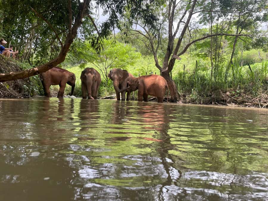Chiang Mai: Elephant Dream Project Sanctuary - Full Day - Why Elephant Dream Project feels different in Chiang Mai