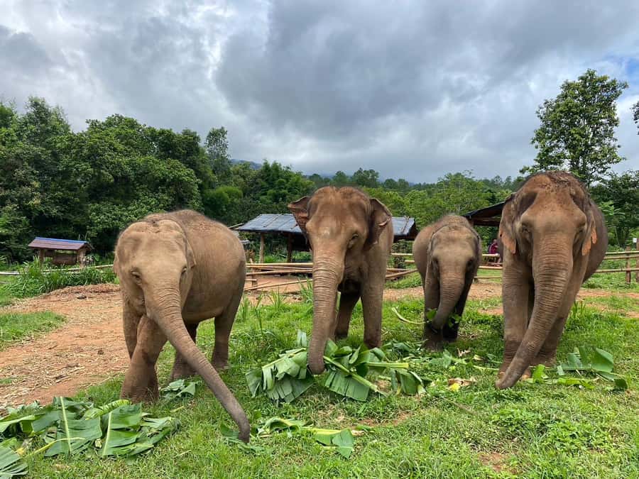 Chiang Mai: Elephant Dream Project Sanctuary - Full Day - Morning logistics: pickup, mountain drive, and when you arrive