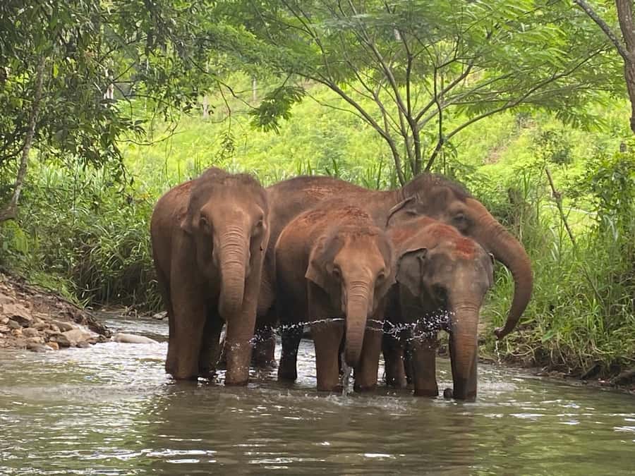 Chiang Mai: Elephant Dream Project Sanctuary - Full Day - Lunch break: Thai food and seasonal fruit, plus water