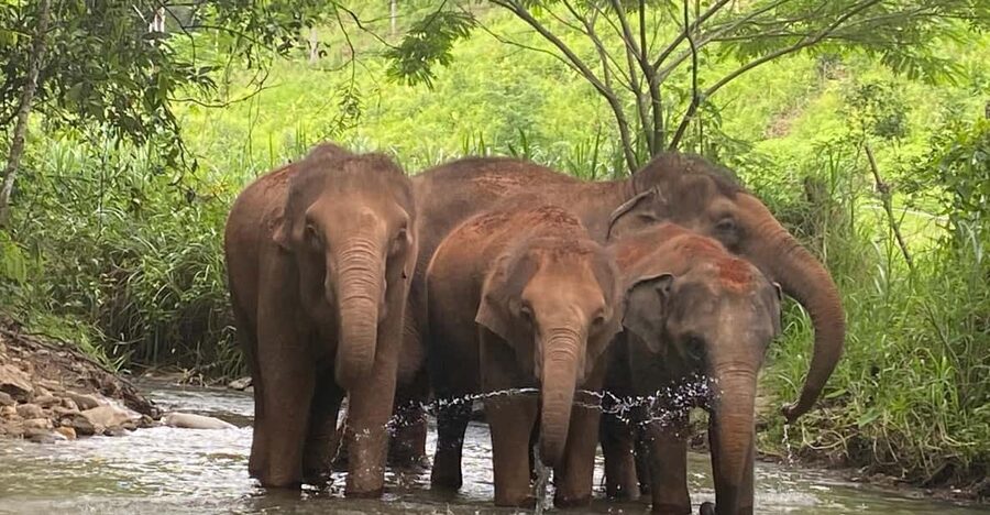 Chiang Mai: Elephant Dream Project Sanctuary - Half-Day - Lunch After Elephant Time: Thai Food, Seasonal Fruit, And A Real Reset