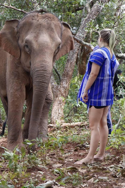 Chiang Mai: Elephant Dream Project Sanctuary - Half-Day - The Village Time: Seeing Daily Life Beyond The Sanctuary Gate