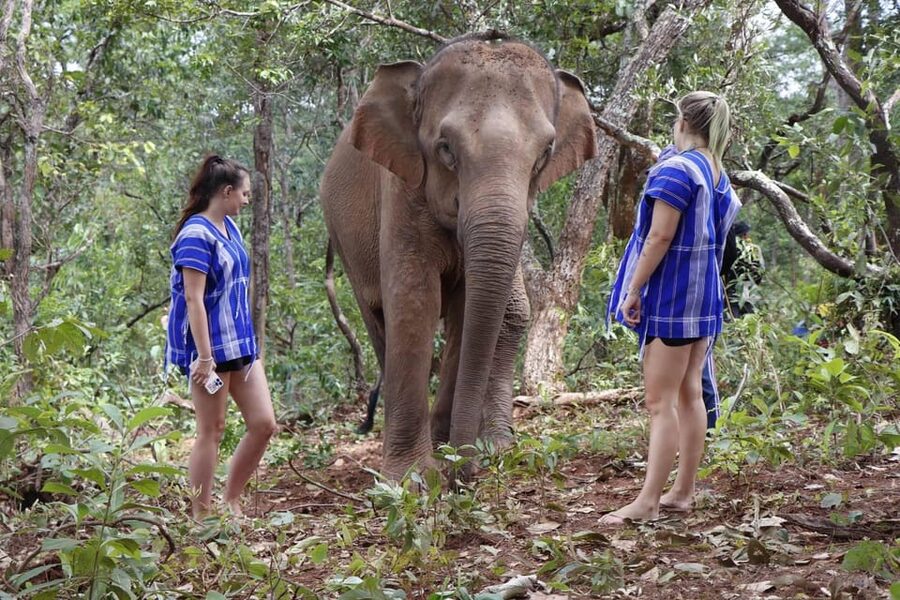 Chiang Mai: Elephant Dream Project Sanctuary - Half-Day - Price And Value: Is About $51 Really Fair?