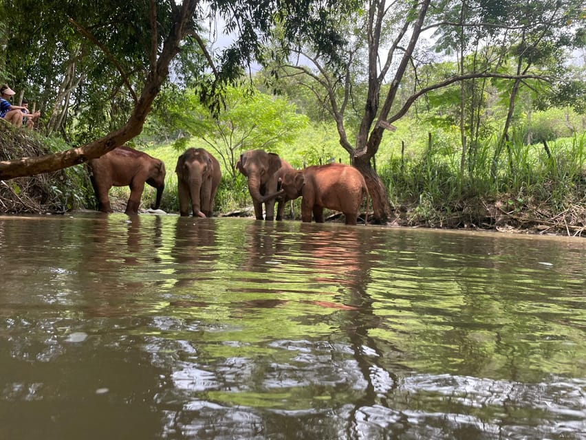 Chiang Mai: Elephant Dream Project Sanctuary - Half-Day - Who This Tour Suits (And Who Might Want To Skip It)