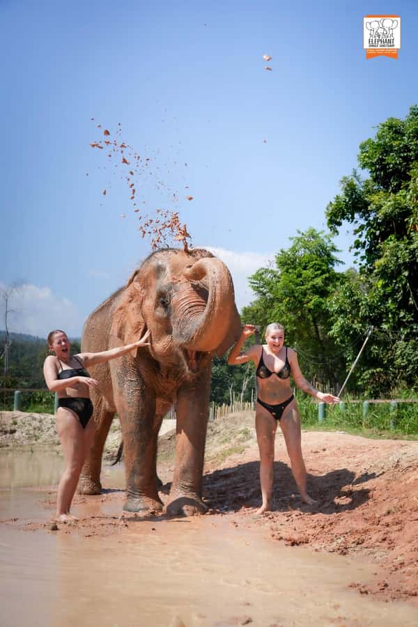 Chiang Mai Elephant Jungle Sanctuary &Mama Noi Cooking Class - Mango Sticky Rice and the Sweet Finish