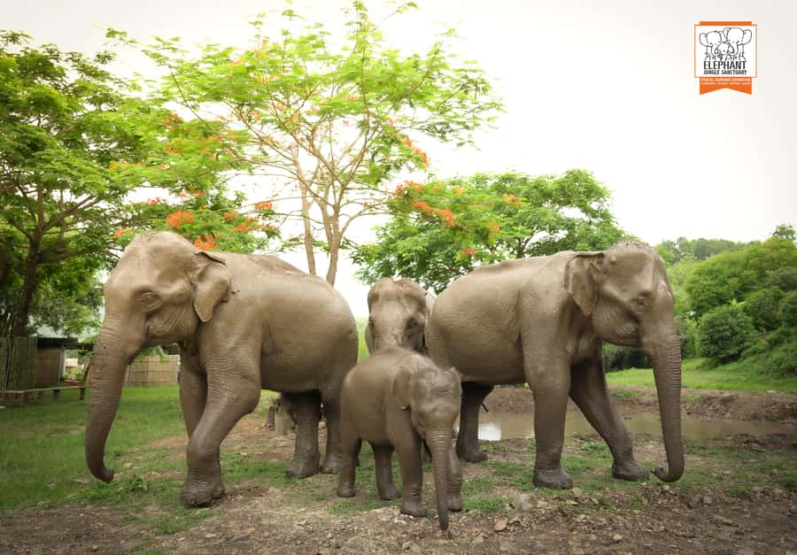 Chiang Mai: Elephant Jungle Sanctuary with Lunch & Transfer - Why This Chiang Mai Elephant Sanctuary Day Feels Different