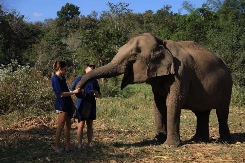 Chiang Mai: Elephant Sanctuary Bamboo Raft & Padthai Cooking - Mo Hom Welcome: Getting Oriented Before You Meet the Elephants