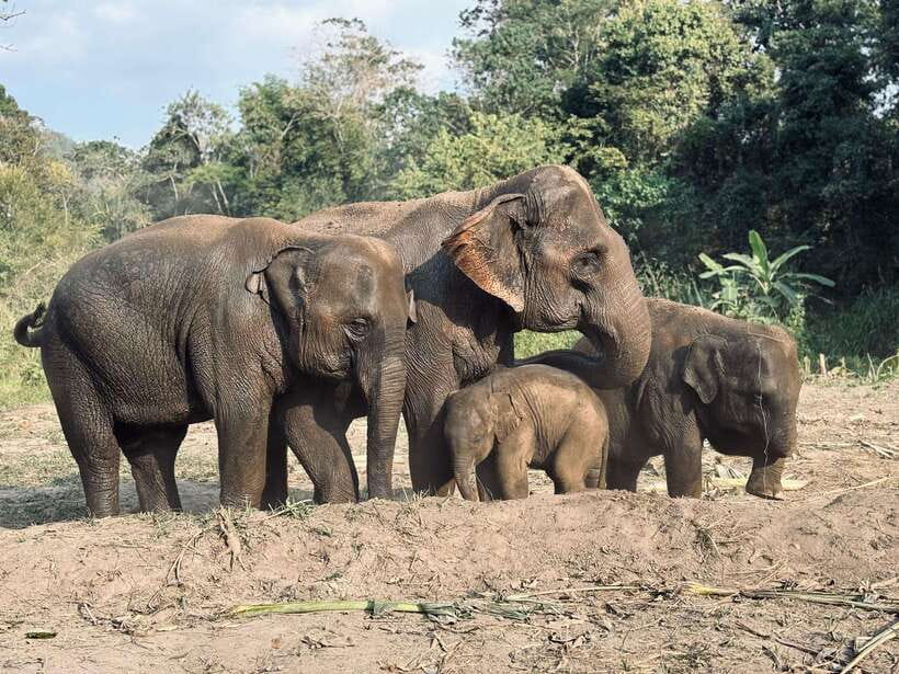 Chiang Mai: Elephant Sanctuary Feeding Program Half-Day Tour - Key things I’d circle on your Chiang Mai map