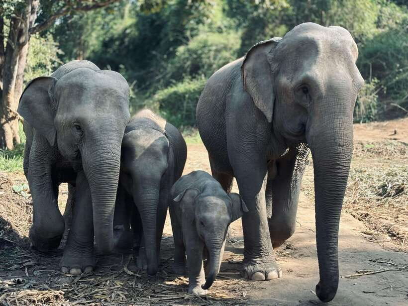 Chiang Mai: Elephant Sanctuary Feeding Program Half-Day Tour - Feeding Napier grass, sugarcane, and bananas the safe way