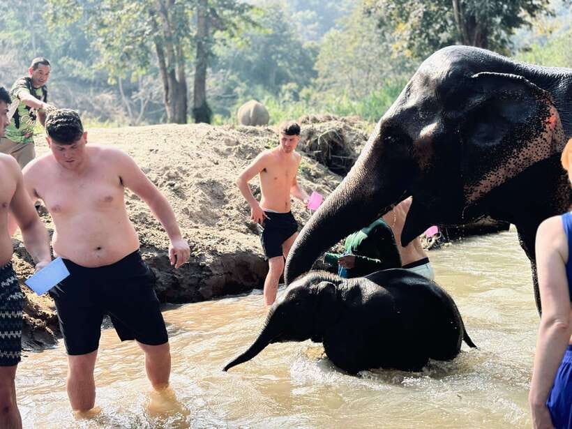 Chiang Mai: Elephant Sanctuary Feeding Program Half-Day Tour - Herbal treats: learning what elephants need, not just what they do