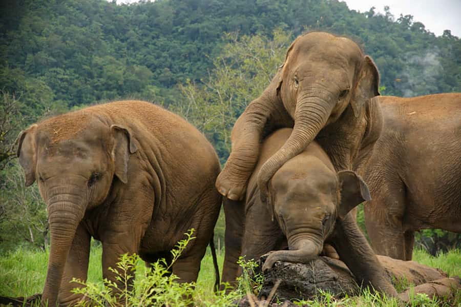 Chiang Mai: Elephant Sanctuary Guided Tour in Spanish - Key things to know before you go