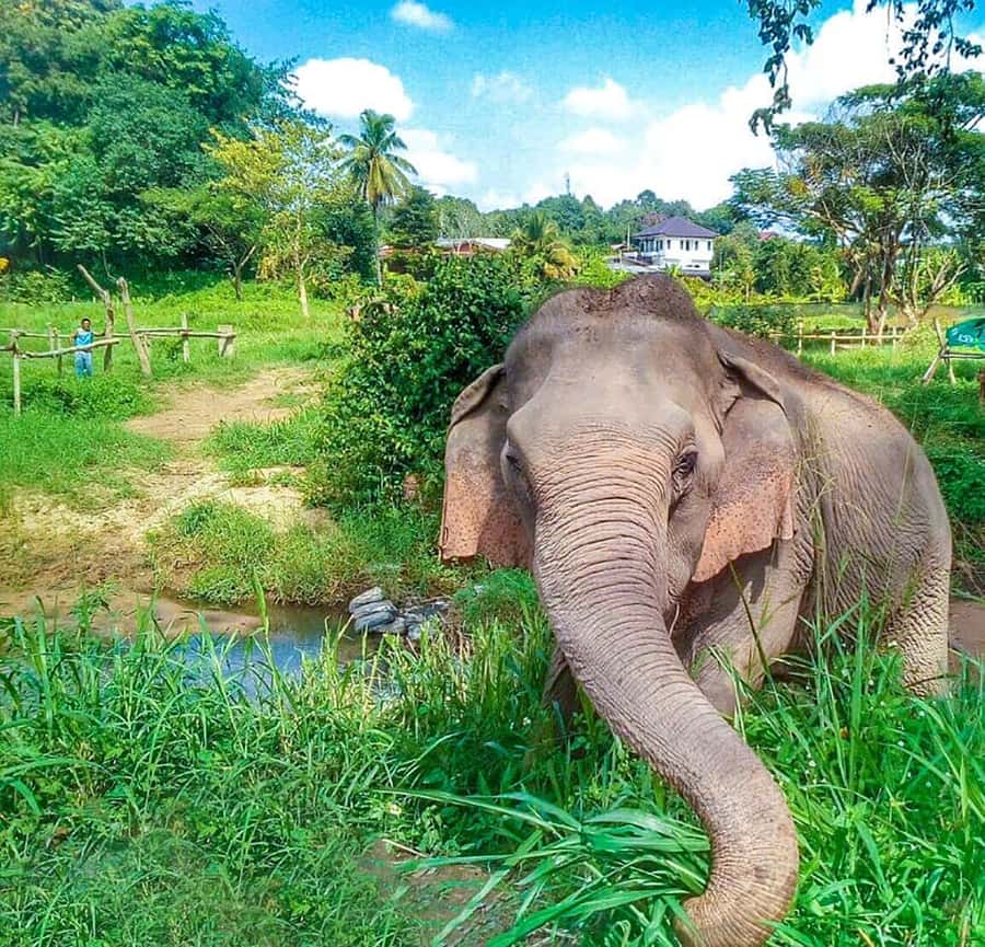 Chiang Mai: Elephant Sanctuary Guided Tour in Spanish - Lunch With Pad Thai and Seasonal Fruit at the Right Moment