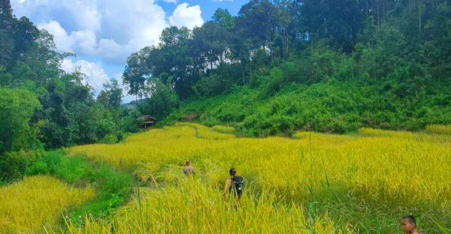 Chiang Mai: Elephant Sanctuary & Jungle Trek w/ Waterfall - Key Things to Know Before You Go