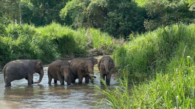 Elephant Sanctuary, Monk Trail & Doi Suthep Tour