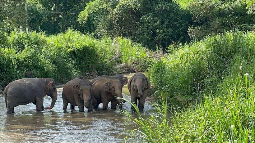 Chiang Mai: Elephant Sanctuary, Monk Trail & Doi Suthep Tour - Quick hits before you go