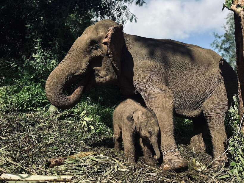 Chiang Mai: Elephant Sanctuary, Waterfall & Bamboo Rafting - Pon Elephant Thailand sanctuary: ethics, briefing, and your role as a caretaker