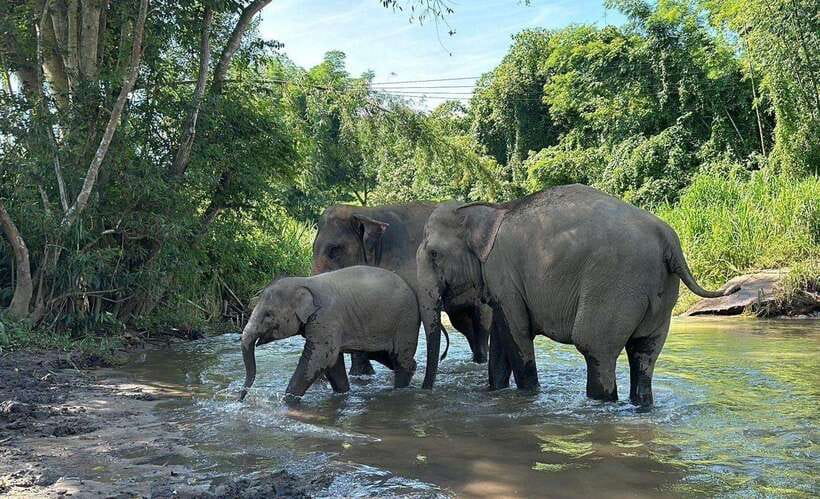 Chiang Mai: Elephant Sanctuary, Waterfall & Bamboo Rafting - Forest walk and river bathing: where the tour feels most memorable