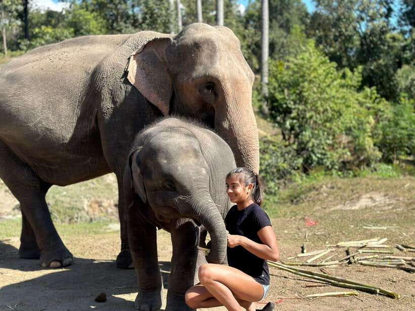 Chiang Mai: Elephant Sanctuary, Waterfall & Bamboo Rafting - Price and value: what $60 buys you in Chiang Mai