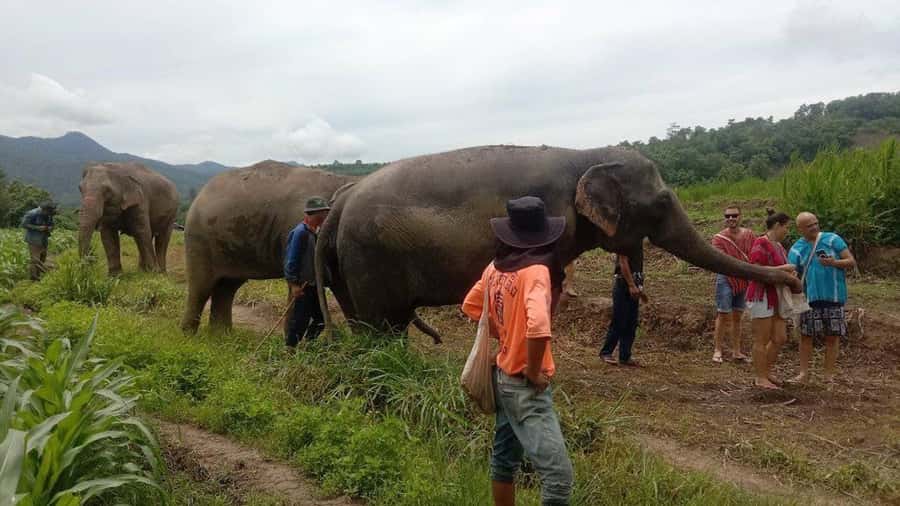 Chiang Mai Elephant Village Life: Long Neck & Bamboo Rafting - Food and Pace: What the Schedule Feels Like in Real Life