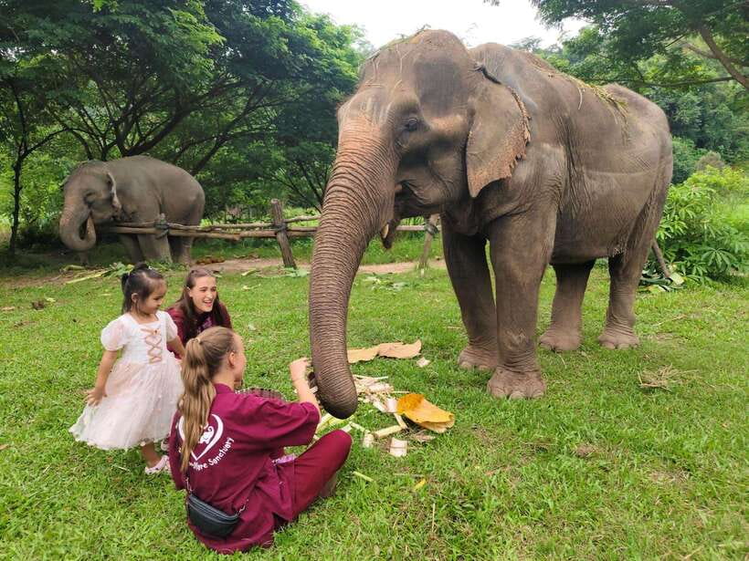 Chiang Mai: Elephants, Sticky Waterfalls, Market and Temple - Key highlights I’d plan around