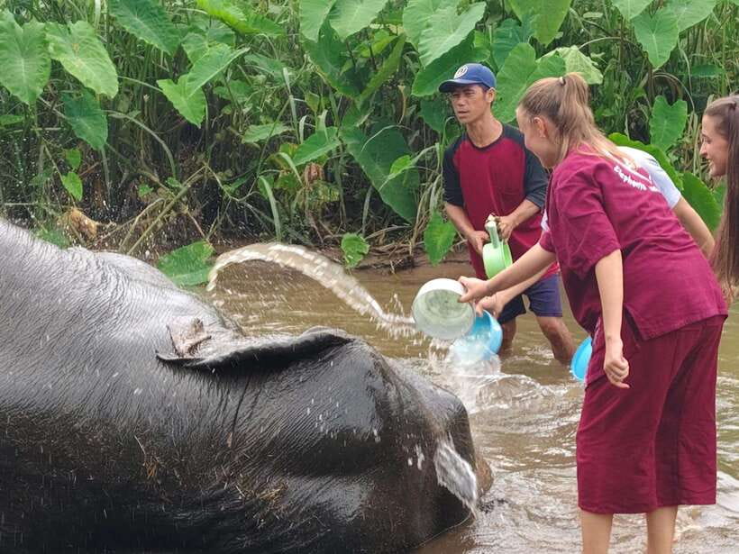 Chiang Mai: Elephants, Sticky Waterfalls, Market and Temple - ตลาดเจดีย์แม่ครัว market stop: bugs, food culture, and rural life
