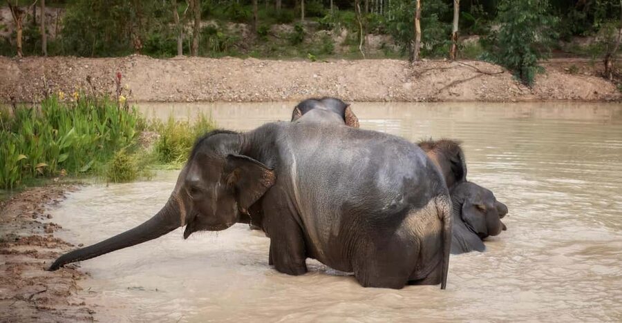 Chiang Mai: Ethical Elephant Encounter Feeding Program - The 1-hour flow: feed, watch, and learn elephant behavior