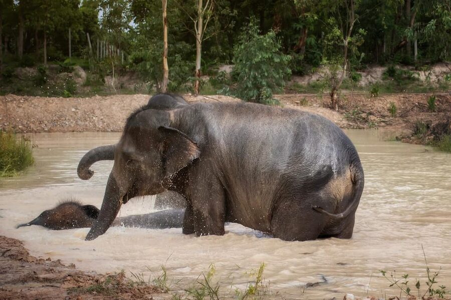 Chiang Mai: Ethical Elephant Encounter Feeding Program - How the guide keeps interactions ethical and safe