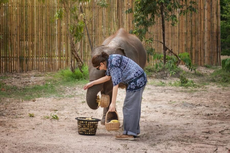 Chiang Mai: Ethical Elephant Encounter Feeding Program - Price and value: is $22 worth it for what you get?