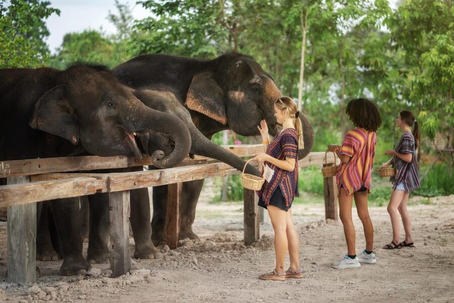 Chiang Mai: Ethical Elephant Encounter Feeding Program - Logistics you should plan for: rides, remoteness, and heat