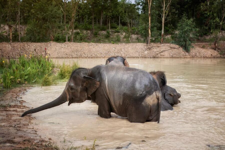 Chiang Mai: Ethical Elephant Encounter Feeding Program - Entering the sanctuary: timing and your first 10 minutes matter