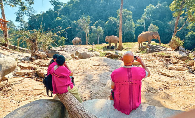 Chiang Mai: Ethical Half Day Elephant Sanctuary & Waterfall - Feeding elephants and learning how they live