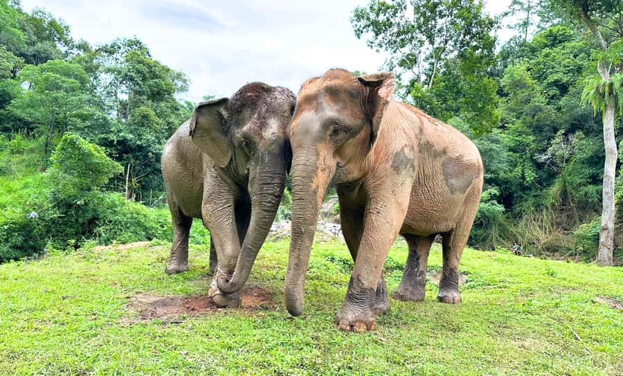 Chiang Mai: Full Day Ethical Elephant Sanctuary & Waterfall - Mae Wang Wildlife Viewing, Guided Walking, and Elephant Time